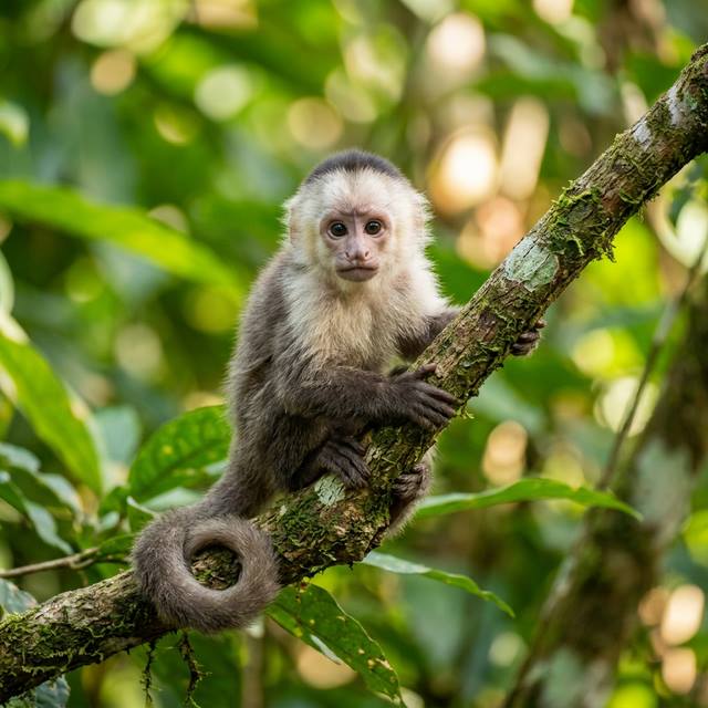 Capuchin Monkeys